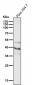 Anti-PAX6 Rabbit Monoclonal Antibody